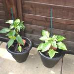 Chilli and pepper plants before the flooding