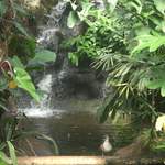 Bird & waterfall