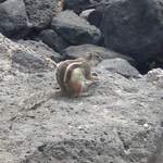 Chipmunk on the rocks