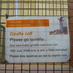Giraffe calf - 2 days old!
