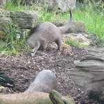 Otter foraging
