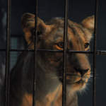Berlin Zoo Lion