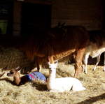 Llama Farm