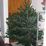 ... often overweight Christmas trees, as the tale goes.