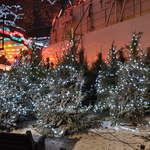 Leicester Sq. Christmas Trees