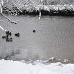 Ducks in Cassiobury Park