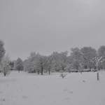 Cassiobury Park in the snow