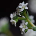 Flowering Crassula Montana Quadrangularis