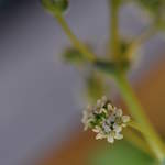 Flowering Crassula Montana Quadrangularis