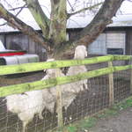 goats 004.jpg
