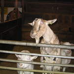 goats 011.jpg