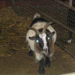 goats 017.jpg