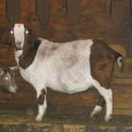 goats 019.jpg