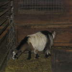 goats 020.jpg