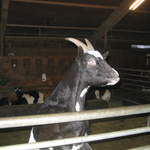 goats 021.jpg