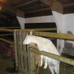 goats 025.jpg