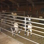 goats 027.jpg