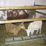 goats 028.jpg