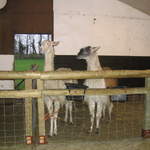 goats 029.jpg