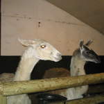 goats 033.jpg