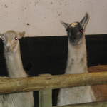 goats 043.jpg