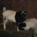 goats 050.jpg