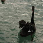 Black swans on the Swan River