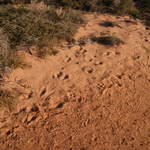Kangaroo footprints
