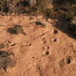 Kangaroo tail trails