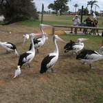 Feeding time for the pelicans at Kalbarri