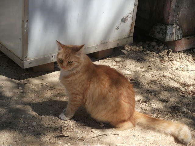 Random cat at the boatyard