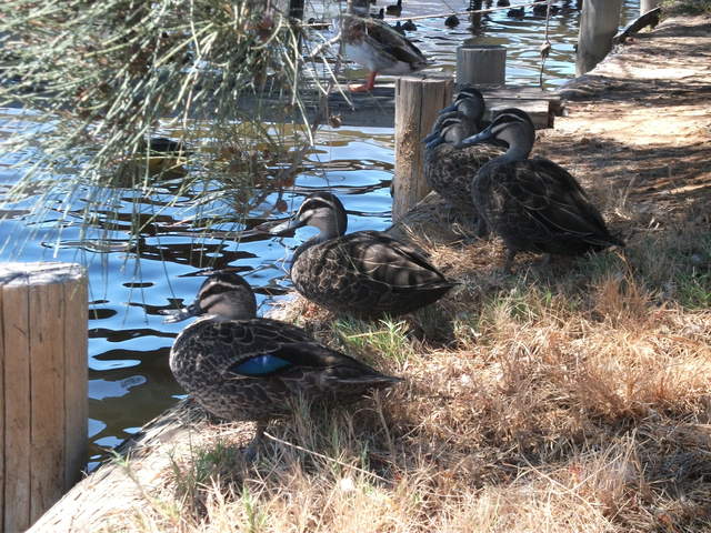 australia2011 221.jpg