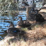 australia2011 221.jpg