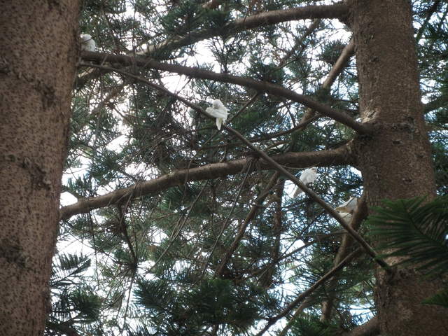 australia2011 260.jpg
