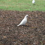 australia2011 263.jpg
