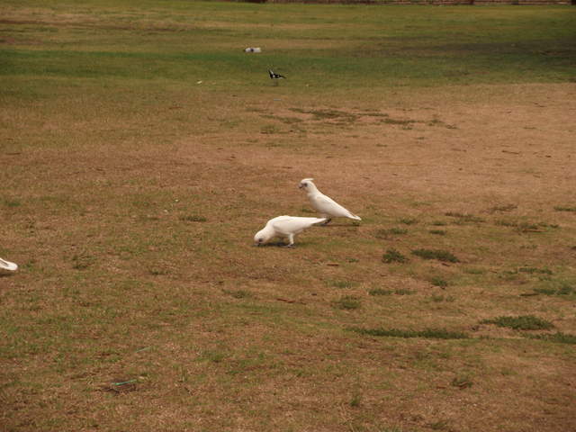 australia2011 264.jpg