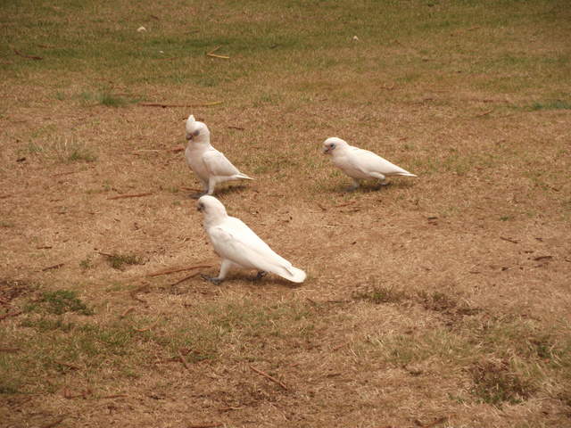 Corellas on the ground