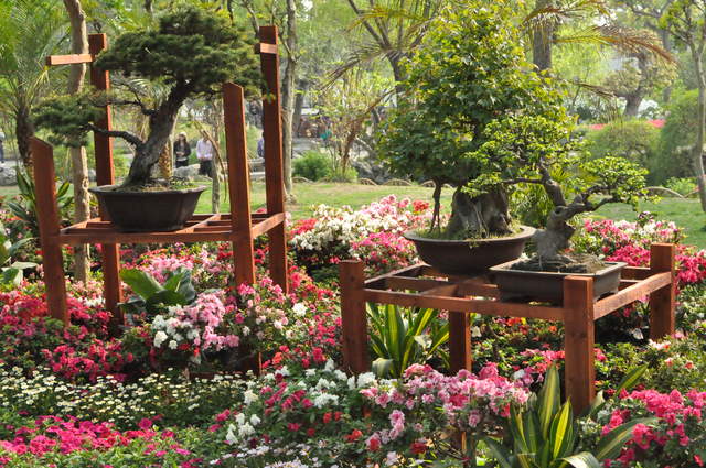 Bonsai in The Humble Administrator's Garden