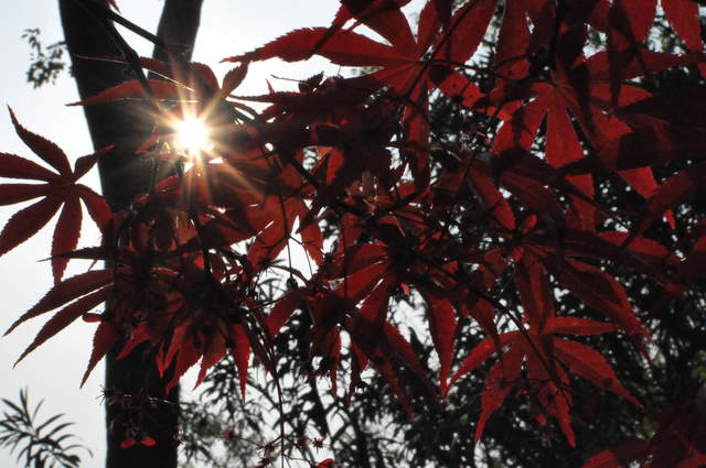 The Humble Administrator's Garden. Look Up.