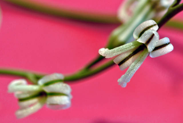 Flowering haworthia attenuata