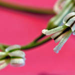 Flowering haworthia attenuata