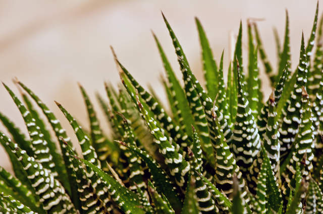 Haworthia attenuata