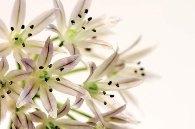 Flowering Chives