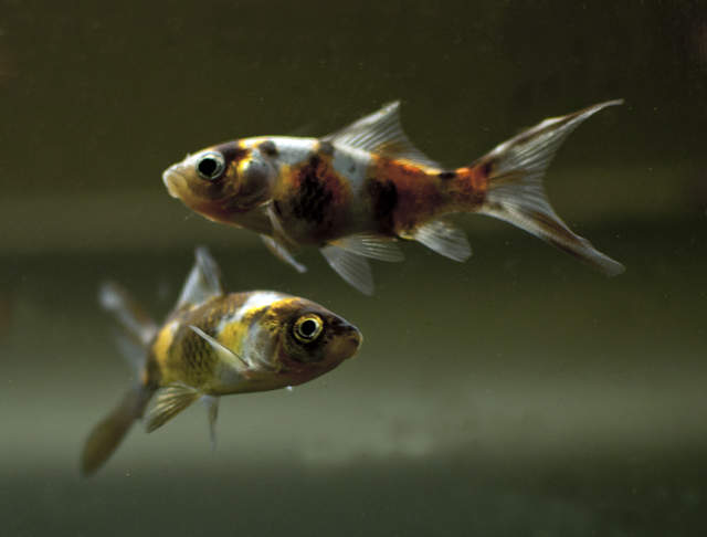 Marti (top) & Tia (bottom)