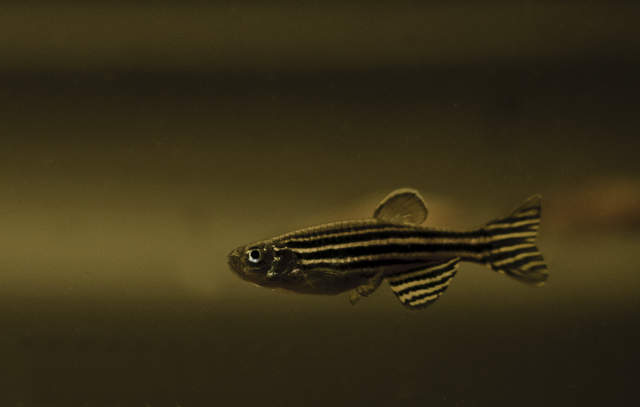 Zebra Danio