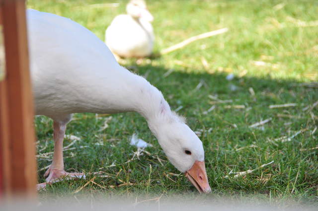DSC_0467.JPG