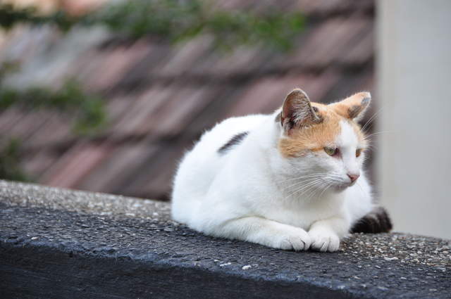 DSC_0254.JPG