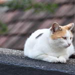 DSC_0254.JPG