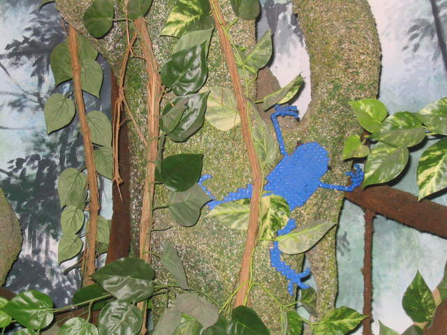 Tree Frog