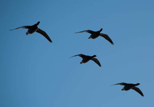DSC_0040.jpg